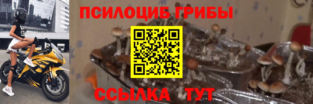 Марихуана Северобайкальск